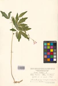 Cardamine bulbifera (L.) Crantz, Eastern Europe, West Ukrainian region (E13) (Ukraine)