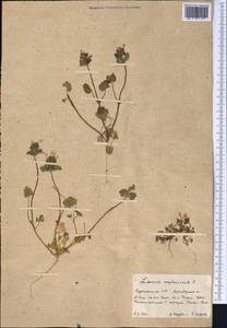 Lamium amplexicaule L., Middle Asia, Kopet Dag, Badkhyz, Small & Great Balkhan (M1) (Turkmenistan)