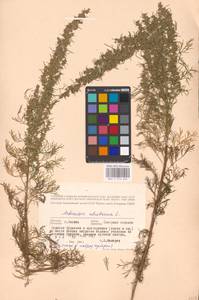 Artemisia abrotanum L., Eastern Europe, Moscow region (E4a) (Russia)