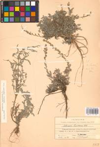 MHA0173469_2, Artemisia caerulescens subsp. caerulescens, Eastern Europe, Lower Volga region (E9) (Russia)