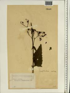 Scrophularia nodosa L., Eastern Europe, Moscow region (E4a) (Russia)