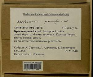 Bartramia pomiformis Hedw., Bryophytes, Bryophytes - North Caucasus & Ciscaucasia (B12) (Russia)
