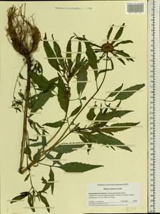 Bidens radiata Thuill., Eastern Europe, Central region (E4) (Russia)