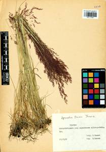 Agrostis vinealis Schreb., Siberia, Baikal & Transbaikal region (S4) (Russia)