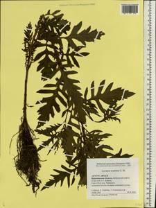 Lycopus exaltatus L.f., Eastern Europe, Central forest-and-steppe region (E6) (Russia)