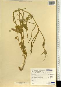 Matthiola ovatifolia (Boiss.) Boiss., South Asia, South Asia (Asia outside ex-Soviet states and Mongolia) (ASIA) (Iran)
