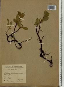 Salix reptans Rupr., Eastern Europe, Northern region (E1) (Russia)