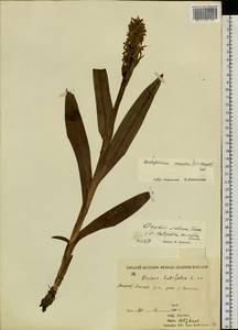 Dactylorhiza incarnata subsp. cruenta (O.F.Müll.) P.D.Sell, Siberia, Yakutia (S5) (Russia)