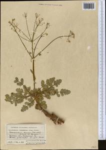 Sphaerosciadium denaense (Schischk.) M.G. Pimenov & E.V. Klyuikov, Middle Asia, Pamir & Pamiro-Alai (M2) (Uzbekistan)