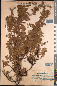 Arctostaphylos uva-ursi (L.) Spreng., Siberia, Yakutia (S5) (Russia)