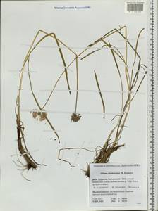 Allium chamarense M.M.Ivanova, Siberia, Baikal & Transbaikal region (S4) (Russia)