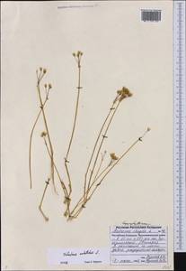 Holosteum umbellatum L., Eastern Europe, Lower Volga region (E9) (Russia)