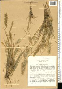 Enneapogon persicus Boiss., Caucasus, Armenia (K5) (Armenia)