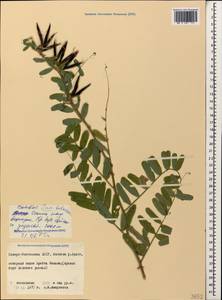 Vicia balansae Boiss., Caucasus, North Ossetia, Ingushetia & Chechnya (K1c) (Russia)