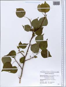 Prunus armeniaca L., Eastern Europe, Central forest-and-steppe region (E6) (Russia)