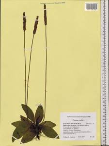 Plantago media L., Siberia, Baikal & Transbaikal region (S4) (Russia)