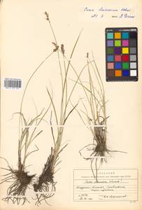 Carex laevissima Nakai, Siberia, Russian Far East (S6) (Russia)