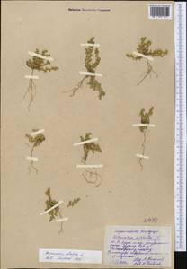 Herniaria glabra L., Middle Asia, Western Tian Shan & Karatau (M3) (Kazakhstan)