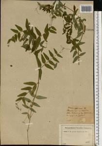 Vicia sepium L., Eastern Europe, North-Western region (E2) (Russia)