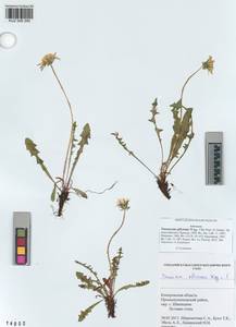 Taraxacum officinale Weber ex Wiggins, Siberia, Altai & Sayany Mountains (S2) (Russia)