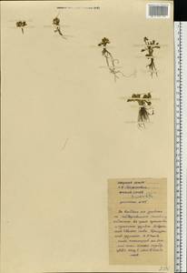 Ranunculus sabinei R. Br., Eastern Europe, Northern region (E1) (Russia)