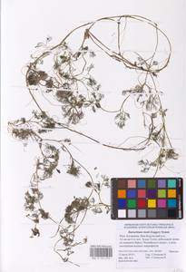 Ranunculus rionii Lagger, Eastern Europe, Lower Volga region (E9) (Russia)