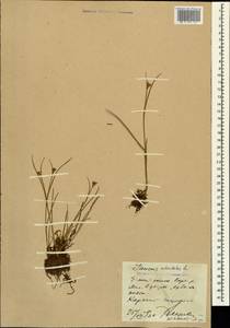 Juncus articulatus L., Caucasus, Stavropol Krai, Karachay-Cherkessia & Kabardino-Balkaria (K1b) (Russia)