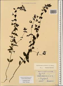 Rhynchocorys orientalis (L.) Benth., Caucasus, Azerbaijan (K6) (Azerbaijan)