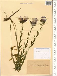 Linum hypericifolium Salisb., Caucasus, North Ossetia, Ingushetia & Chechnya (K1c) (Russia)