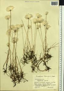 Eriophorum scheuchzeri Hoppe, Siberia, Western Siberia (S1) (Russia)