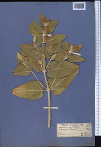 Phlomis thapsoides, Middle Asia, Pamir & Pamiro-Alai (M2) (Uzbekistan)