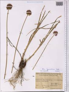 Allium hymenorhizum Ledeb., Middle Asia, Pamir & Pamiro-Alai (M2) (Tajikistan)