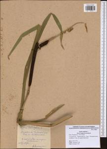 Typha latifolia L., Eastern Europe, Central region (E4) (Russia)