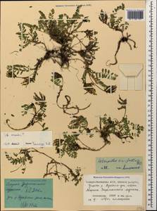 Astragalus oreades C. A. Meyer, Caucasus, North Ossetia, Ingushetia & Chechnya (K1c) (Russia)