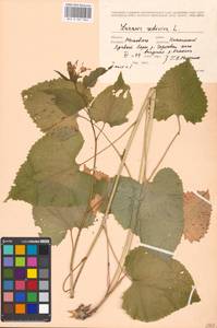 Lunaria rediviva L., Eastern Europe, Moscow region (E4a) (Russia)