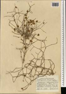 Calligonum mongolicum Turcz., Mongolia (MONG) (Mongolia)