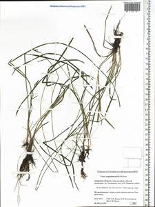 Carex augustinowiczii Meinsh., Siberia, Russian Far East (S6) (Russia)