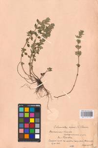 MHA 0 156 556, Clinopodium acinos (L.) Kuntze, Eastern Europe, Central forest-and-steppe region (E6) (Russia)