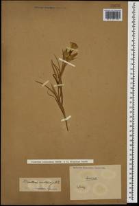 Dianthus caucaseus Sims, Caucasus (no precise locality) (K0)