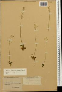 Draba sibirica (Pall.) Thell., Caucasus, Stavropol Krai, Karachay-Cherkessia & Kabardino-Balkaria (K1b) (Russia)
