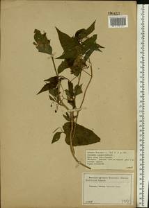 Solanum dulcamara L., Eastern Europe, Central forest-and-steppe region (E6) (Russia)