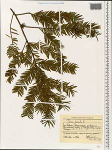 Taxus baccata L., Caucasus, Stavropol Krai, Karachay-Cherkessia & Kabardino-Balkaria (K1b) (Russia)