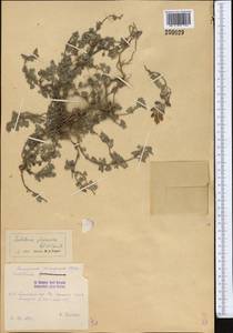 Scutellaria physocalyx Regel & Schmalh., Middle Asia, Pamir & Pamiro-Alai (M2) (Kyrgyzstan)