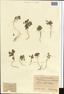 Eutrema altaicum (C. A. Mey.) Al-Shehbaz & Warwick, Middle Asia, Northern & Central Tian Shan (M4) (Kazakhstan)