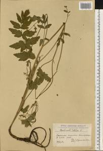 Pastinaca sativa L., Eastern Europe, Central forest-and-steppe region (E6) (Russia)