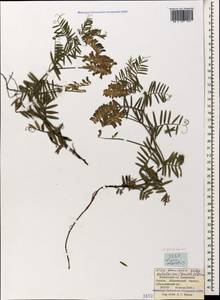 Vicia tenuifolia subsp. subalpina (Grossh.) Zernov, Caucasus, Krasnodar Krai & Adygea (K1a) (Russia)