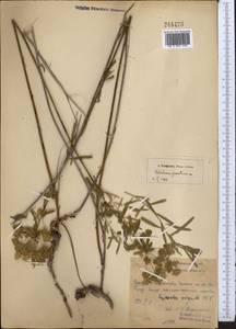 Euphorbia virgata Waldst. & Kit., Middle Asia, Syr-Darian deserts & Kyzylkum (M7) (Uzbekistan)