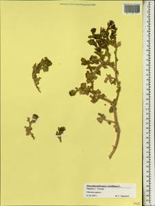 Mesembryanthemum crystallinum L., Africa (AFR) (Morocco)