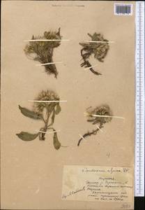 Saussurea alpina (L.) DC., Middle Asia, Northern & Central Tian Shan (M4) (Kyrgyzstan)
