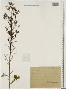Lactuca macrophylla subsp. macrophylla, Caucasus, Black Sea Shore (from Novorossiysk to Adler) (K3) (Russia)